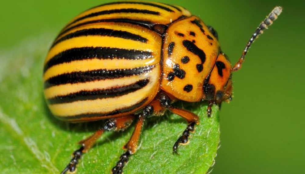 An adult Colorado beetle feeding on a leaf